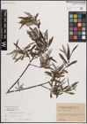 Foto von Salix eleagnos Scop.